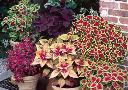 Plants